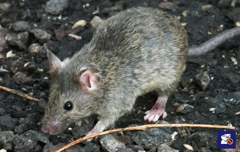 Güzü egér kültéri környezetben – egérfertőzésre utaló rágcsáló