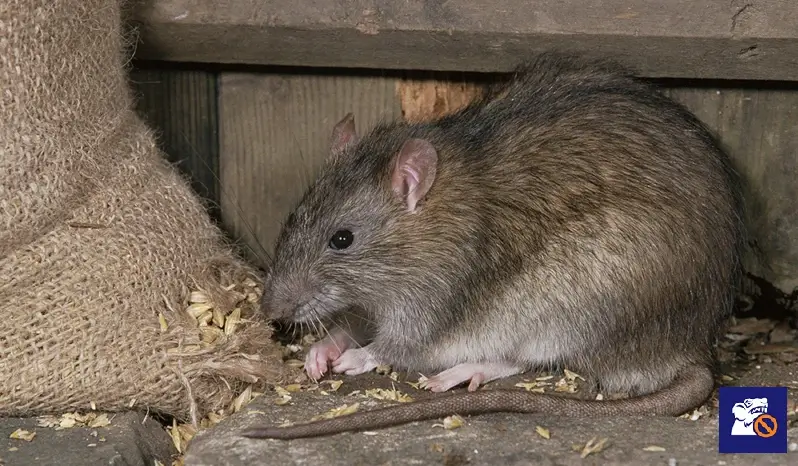 Házi patkány megjelenése raktár jellegű helyiségben, szakszerű patkányirtás szükséges