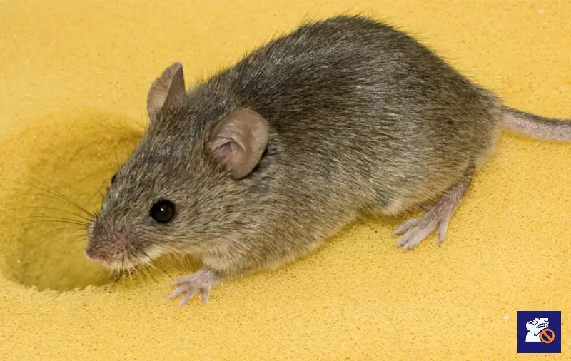 Házi egér beltéri környezetben – egérfertőzés jele, amely szakszerű egérirtást igényel