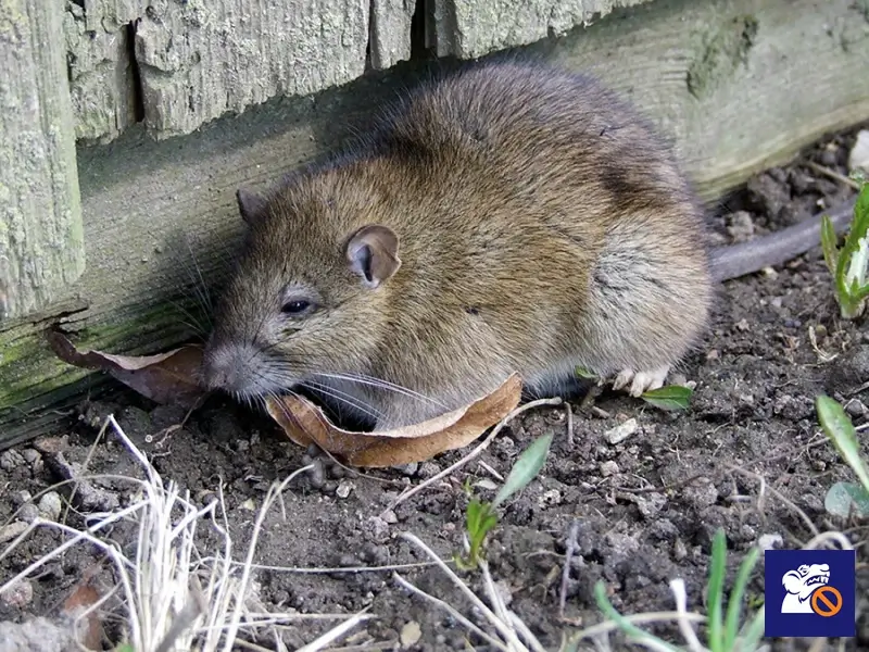 Vándorpatkány (Rattus norvegicus) épület közelében, talajszinten.